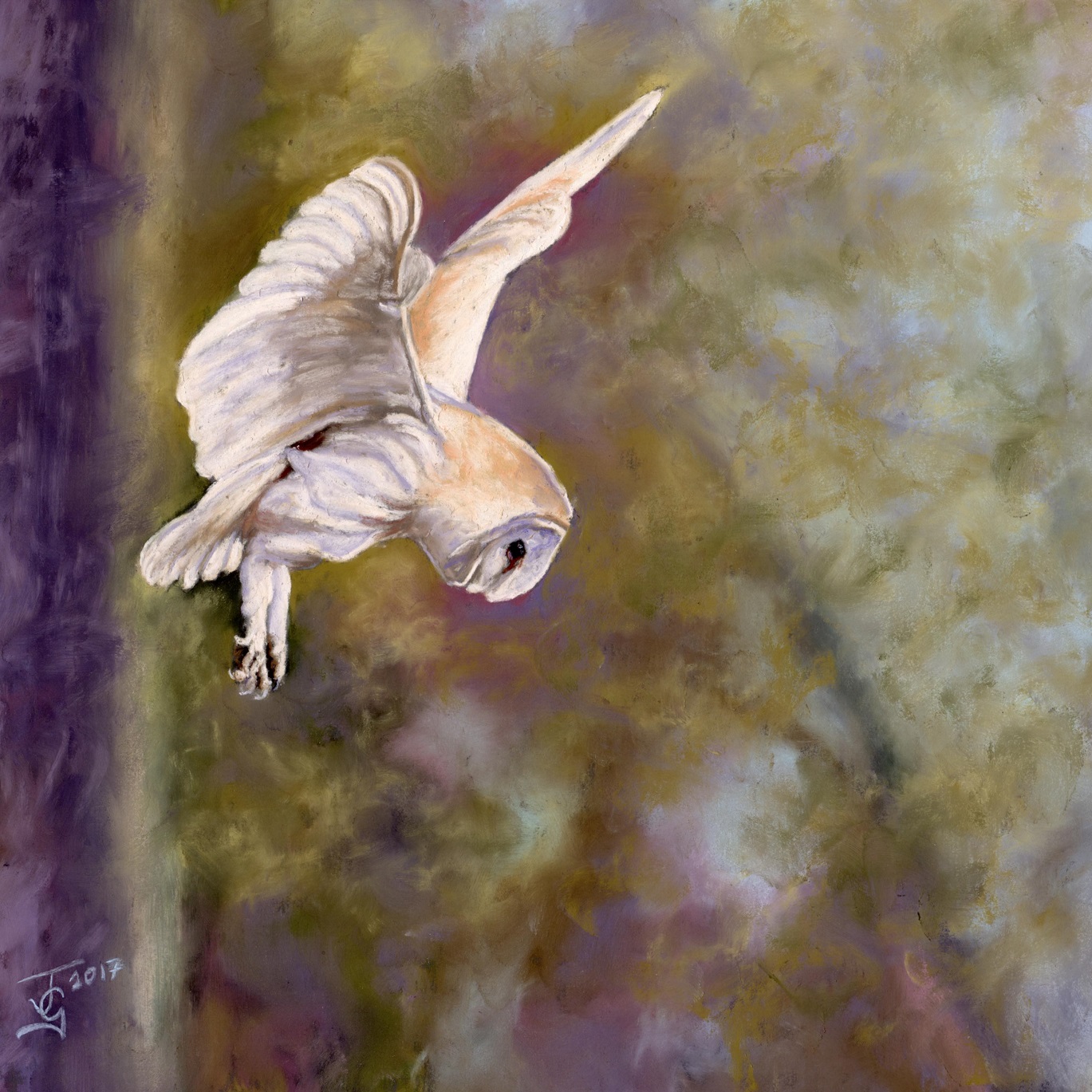 Jo Garlick Barn Owl in Flight